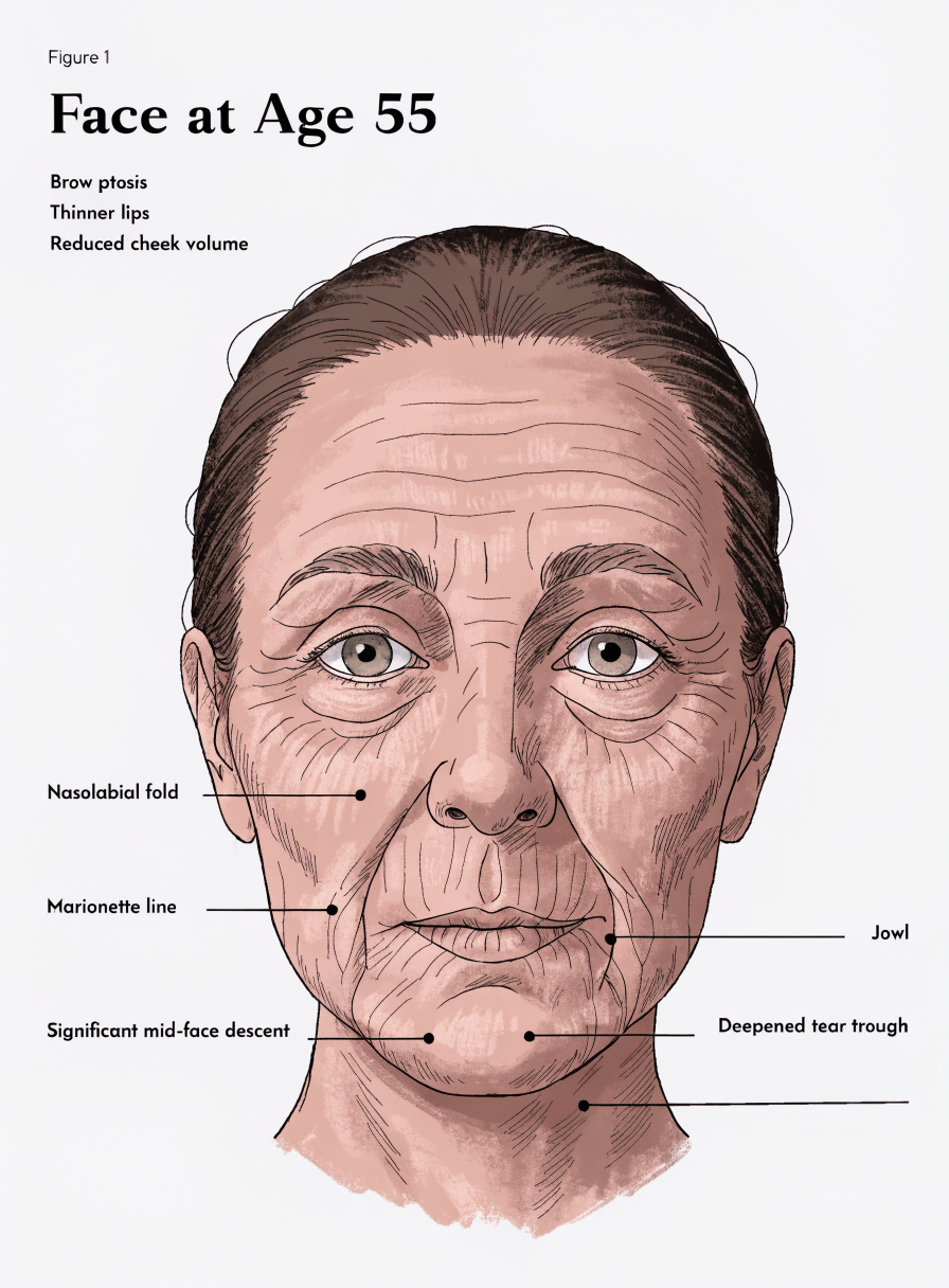 Clinical anatomy — 50s: Significant structural change